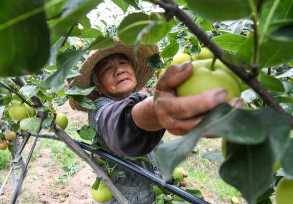 上阳网 盛夏的甜蜜馈赠 沪郊蜜梨上市